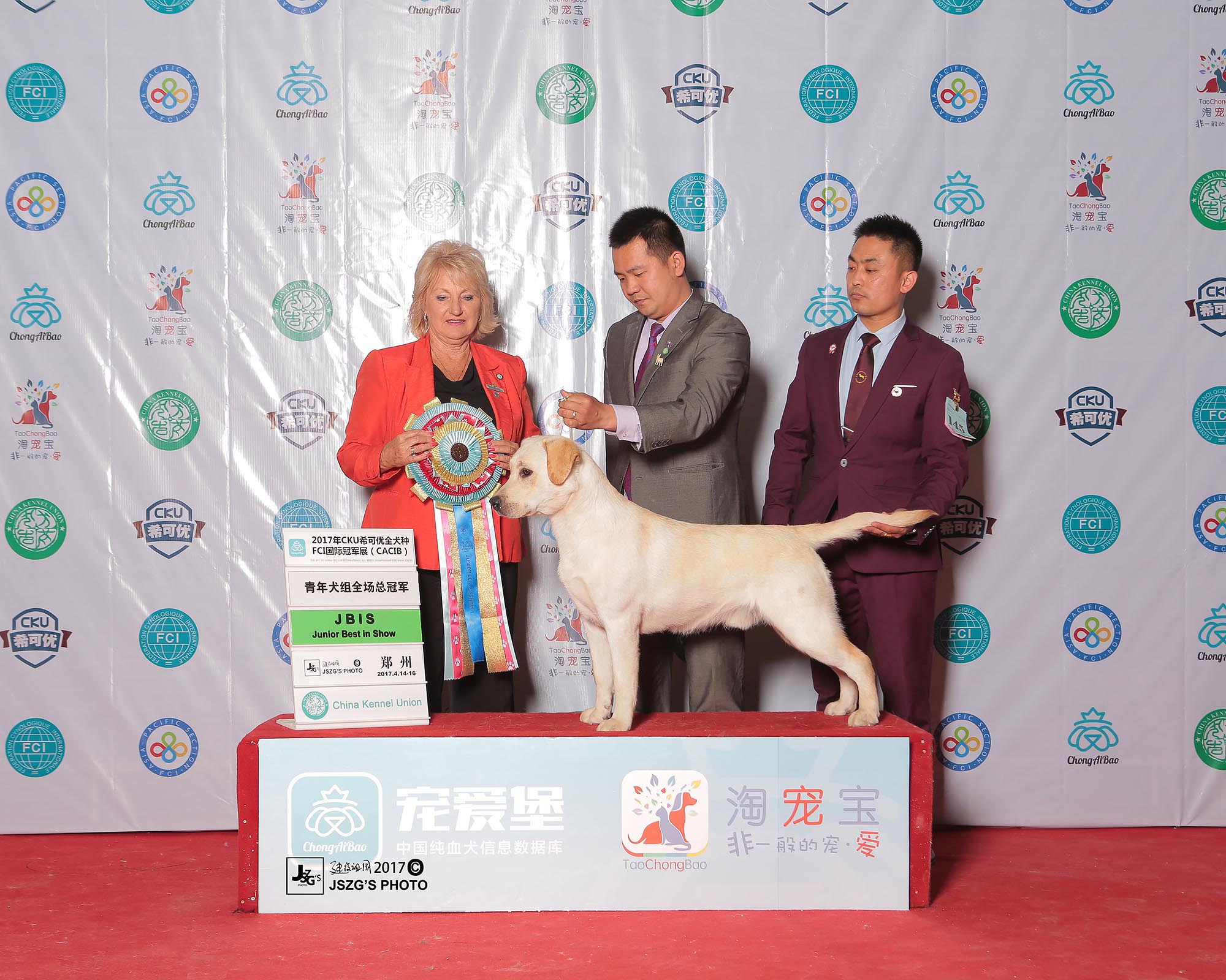 吉米2017郑州赛事获得JBIS1（拉布拉多幼犬）