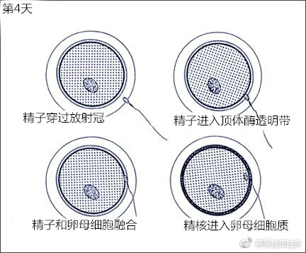 第4天