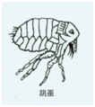 蠕虫