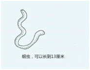 蛔虫