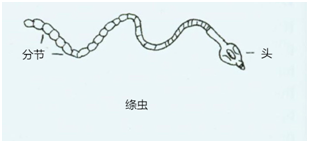 绦虫